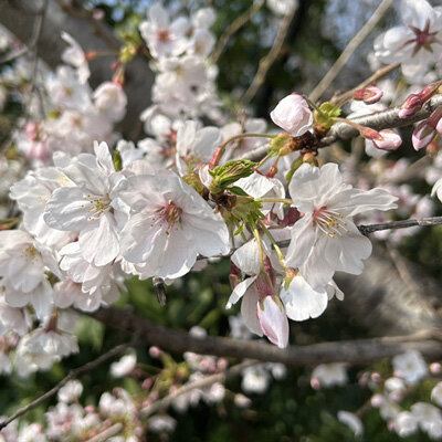 お肌の紫外線対策していますか？
