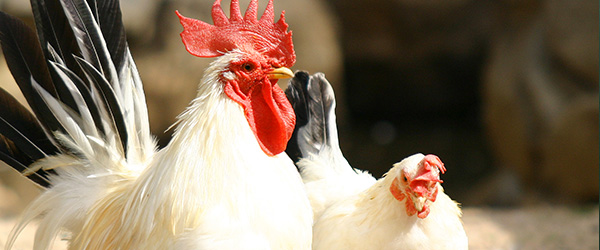 鶏を原料とするコラーゲン