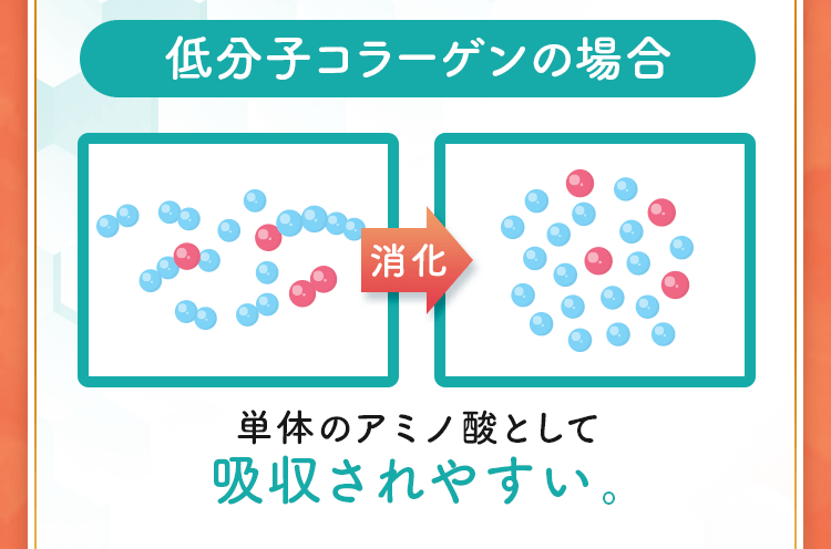 低分子コラーゲンの場合単体のアミノ酸として吸収されやすい