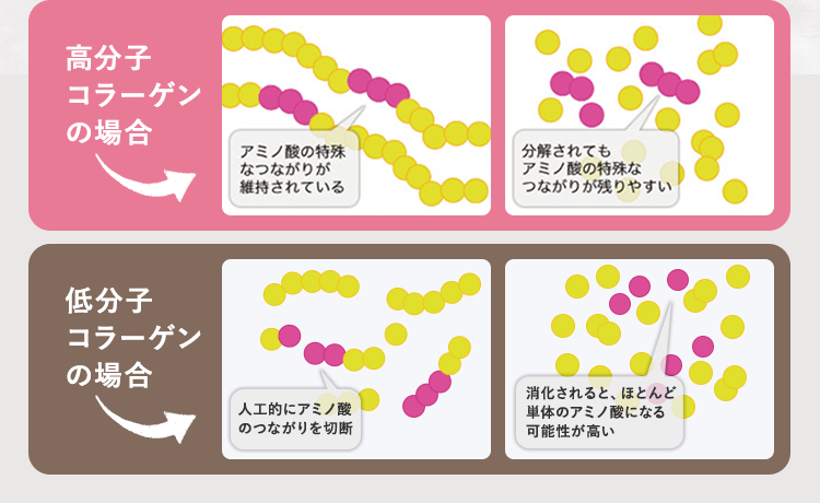 高分子コラーゲンの場合低分子コラーゲンの場合