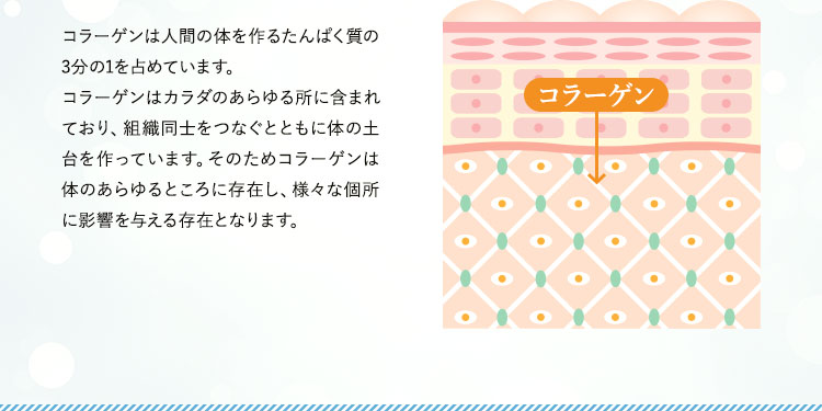 コラーゲンは人間の体を作るたんぱく質の3分の1を占めています。コラーゲンはカラダのあらゆる所に含まれており、細胞と細胞をつなぐとともに体の土台を作っています。そのためコラーゲンは体のあらゆるところに存在し、例えば、髪、肌、爪、血管、関節、骨といった様々な個所に影響を与える存在となります。