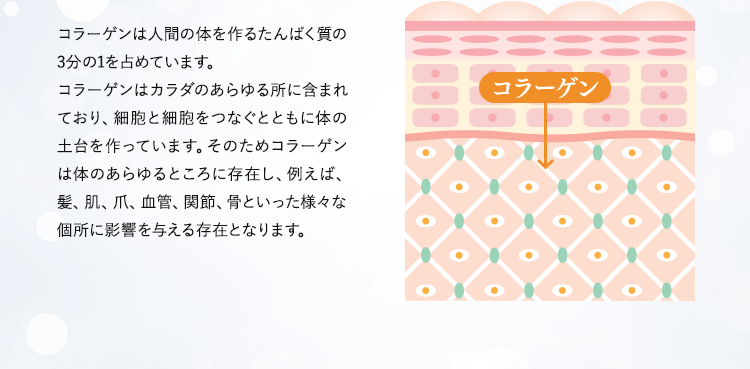 コラーゲンは人間の体を作るたんぱく質の3分の1を占めています。コラーゲンはカラダのあらゆる所に含まれており、細胞と細胞をつなぐとともに体の土台を作っています。そのためコラーゲンは体のあらゆるところに存在し、例えば、髪、肌、爪、血管、関節、骨といった様々な個所に影響を与える存在となります。